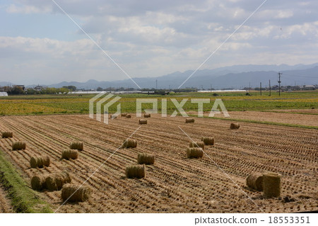 After rice harvest 18553351