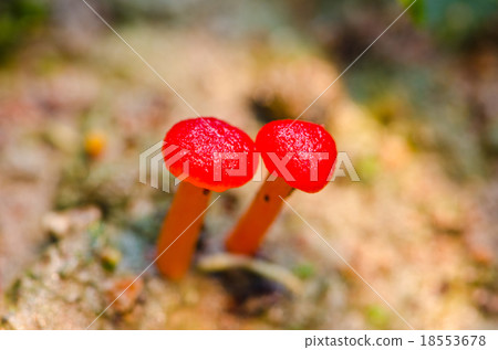 Red Mushroom Fungi Red Mushroom Fungi 18553678