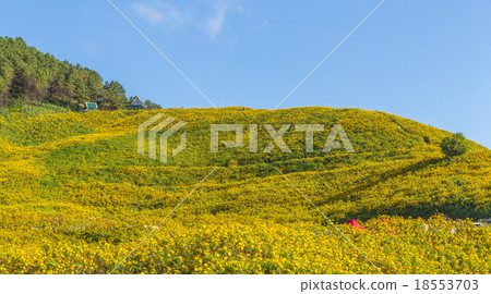 Mexican sunflower in Thailand 18553703