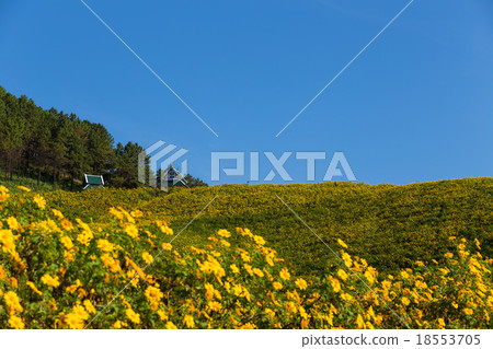 Mexican sunflower in Thailand 18553705