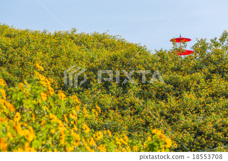 Mexican sunflower in Thailand 18553708