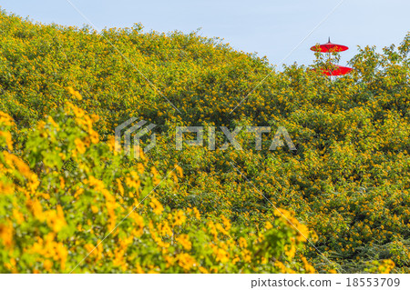 Mexican sunflower in Thailand 18553709