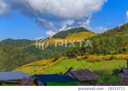 Mexican sunflower in Thailand 18553711