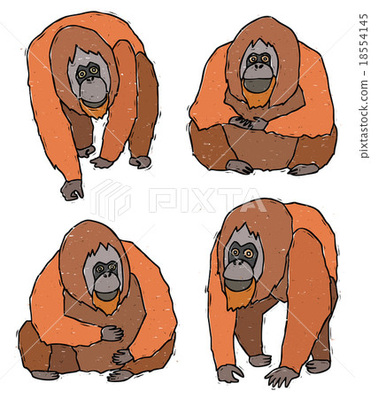 Orangutan 18554145