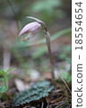Hotairan 2008 Bud 18554654