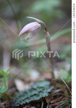 Hotairan 2008 Bud 18554654
