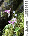 Hotairan 2011 18554656
