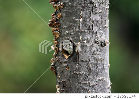 Kogera young bird who released his face Kogera young bird who released his face 18555174
