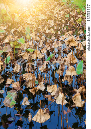 Wilt lotus in water pond Wilt lotus in water pond 18555577