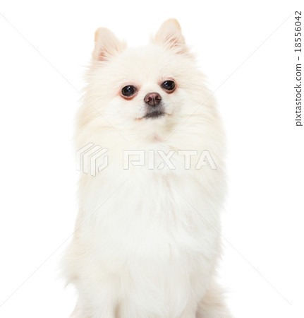 Pomeranian spitz puppy on a white background 18556042