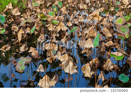 Dead of water lily 18556060