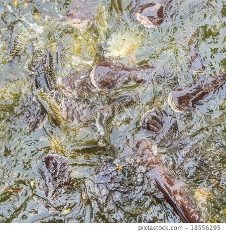 image of feeding many of Striped catfish image of feeding many of Striped catfish 18556295