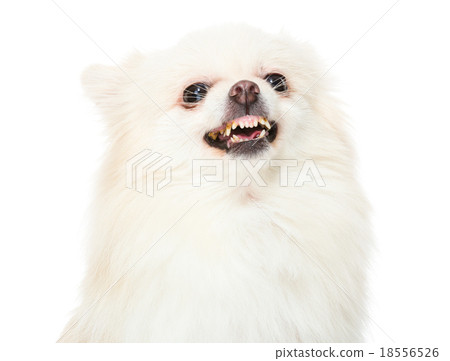 Pomeranian dog feeling angry Pomeranian dog feeling angry 18556526