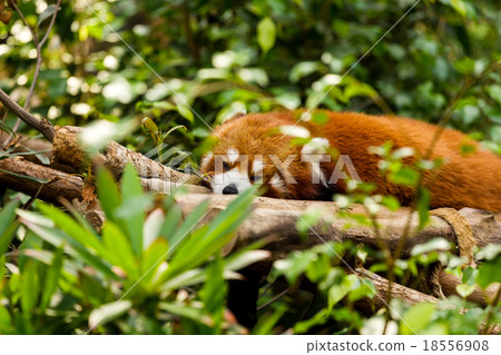 Sleepy Red Panda 18556908