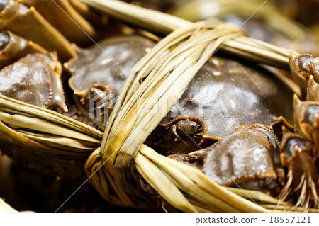 Close up of chinese hairy crabs 18557121
