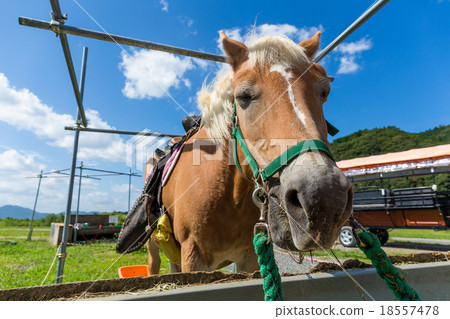 Horses feeding on hay Horses feeding on hay 18557478