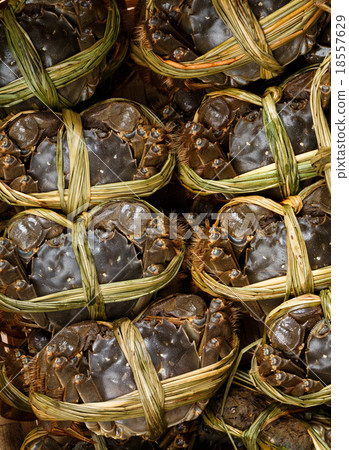 Freshwater crab 18557629