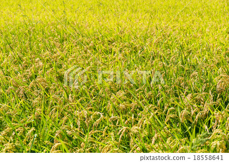 Rice field 18558641