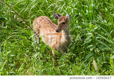 Wildness roe deer 18560027