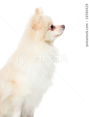 Side profile of pomeranian dog 18560429