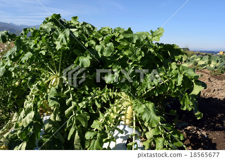 Daikon of the field Daikon of the field 18565677