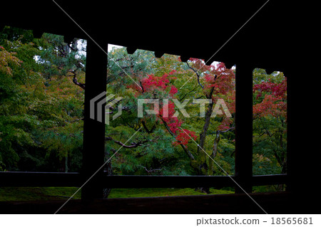 綠色和秋天的落葉 18565681