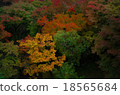 Autumn leaves 18565684