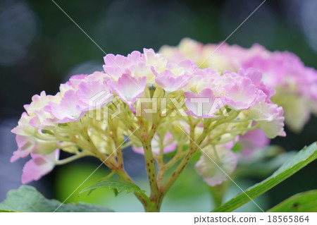hydrangea   hydrangea   18565864