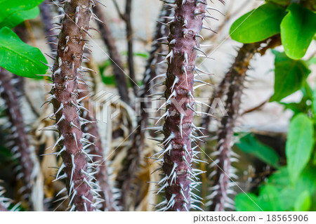Crown of thorns flowers , Euphorbia milli Desmoul 18565906
