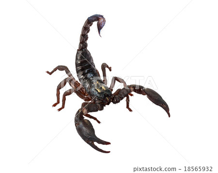Scorpion Pandinus imperator isolated on white. 18565932