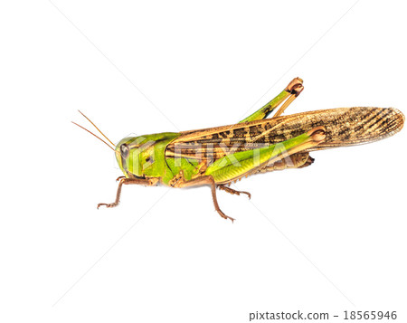 Locust pest Locust pest 18565946