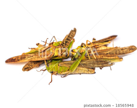 Locust pest Locust pest 18565948