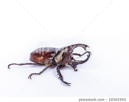 Male Siamese rhinoceros beetle, Xylotrupes gideon isolated on wh Male Siamese rhinoceros beetle, Xylotrupes gideon isolated on wh 18565950