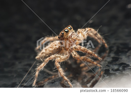jumping spider. jumping spider. 18566090