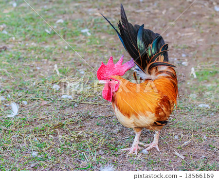 chicken bantam 18566169