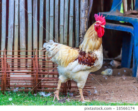 Rooster 18566174