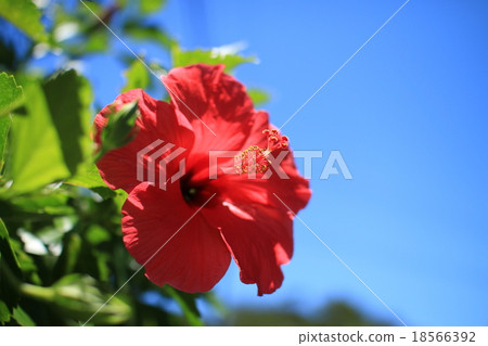 Hibiscus 18566392