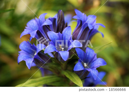 Gentian 18566666