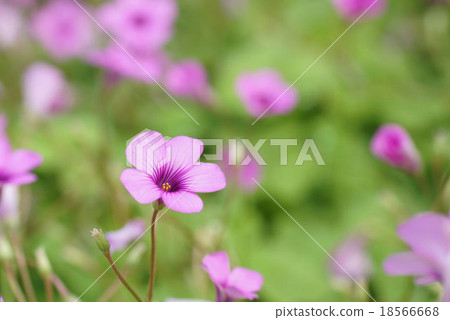 春天·魅力1 18566668