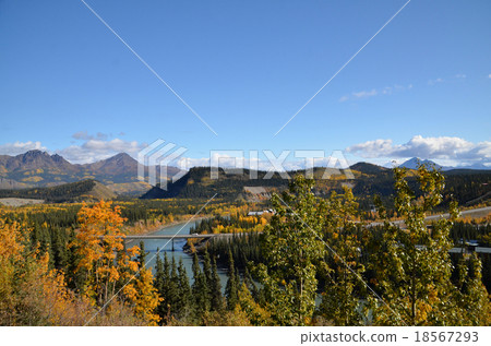 Autumn leaves of the Nenana River as the Yukon River and pouring into the Bering Sea 18567293