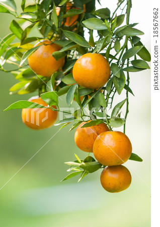 Orange tree Orange tree 18567662