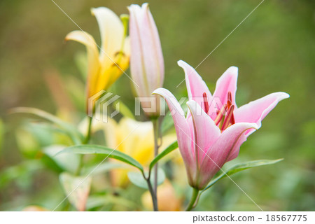 Pink lily isolated Pink lily isolated 18567775