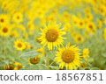 向日葵田 18567851