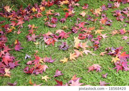 即使它散落，一個美麗的楓樹 18568420