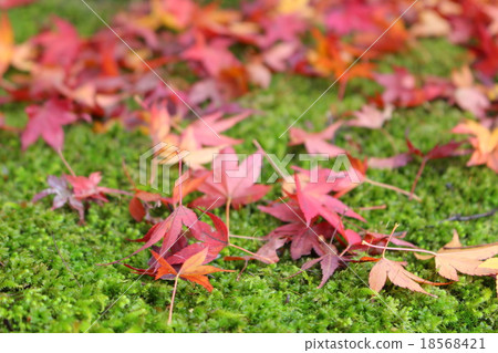 可愛的楓葉即使散落 18568421