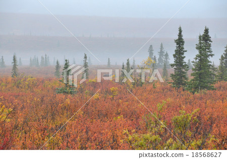 一種慕斯，出現在苔蘚中的漿果中，呈現出朦朧的紅色色調 18568627