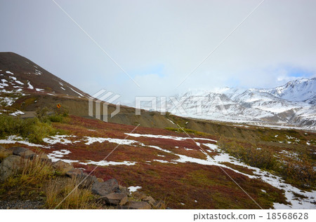 伊利森·德納利國家公園的遊客中心，第一場雪仍留在紅色漿果的苔原中 18568628