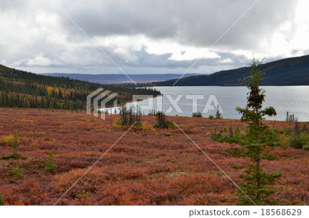 在紅色漿果苔原包圍的Denali國家公園的最深部分的Wonder湖 在紅色漿果苔原包圍的Denali國家公園的最深部分的Wonder湖 18568629