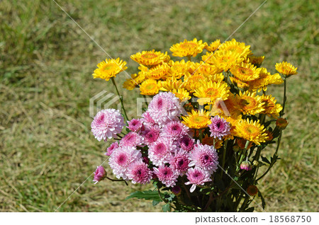 一束菊花 18568750