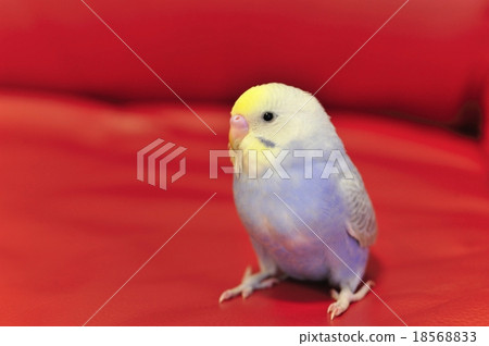 Little Cute Budgerigar, Budgie, Bird on white background Stock